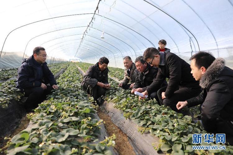 1月12日,农业技术人员(左一)向草莓种植贫困户现场传授农作物抗冻防灾