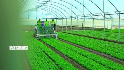 高科技农业种植农产品加工蔬菜大棚