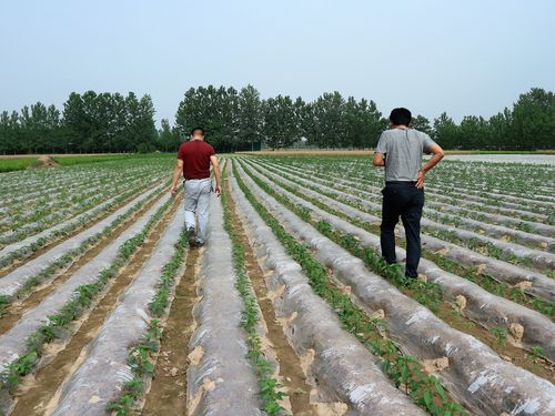 原创亩收入8000元的农作物农民盲目扩大种植面积今年能赚多少钱